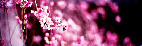 flower-cherry-bloosm.jpg