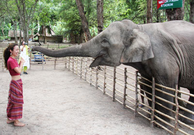 Tina feeding elephant havelock andaman islands India